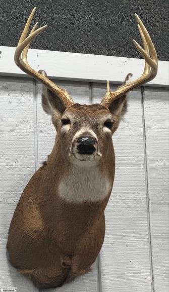 Whitetail 7 Point Taxidermy Mount - 15" x 29" x 23" image
