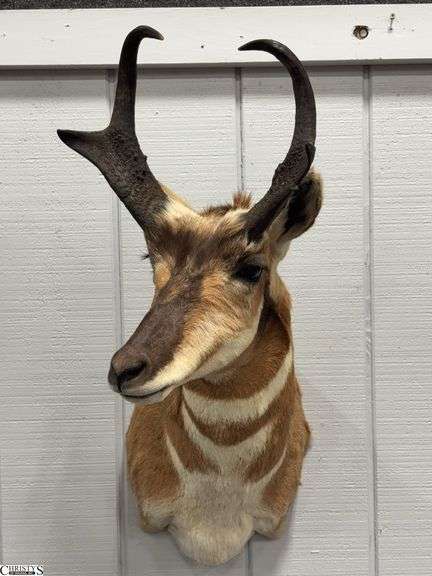 Pronghorn Taxidermy Mount - 30" x 13" x 20" image