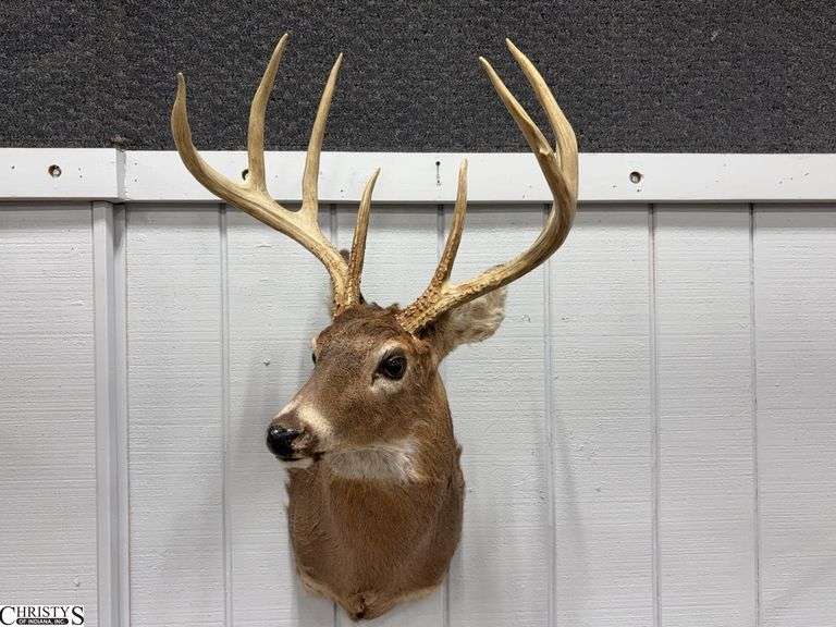 Whitetail 8 Point Taxidermy Mount - 36" x 21" x 24" image