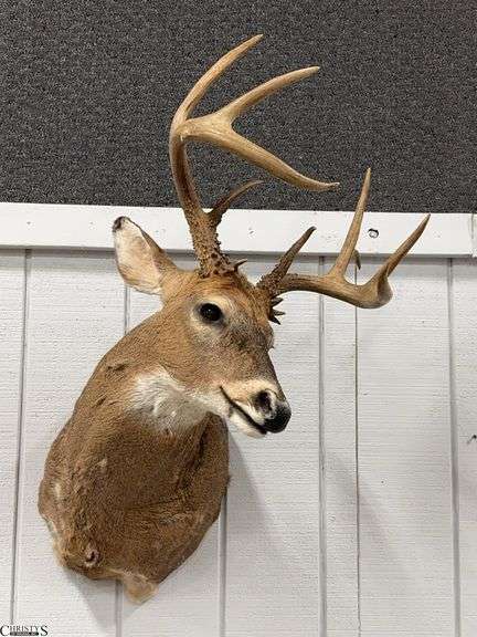 Whitetail Taxidermy Mount (125" Whitetail Deer)  Approx. 39" X 21" image