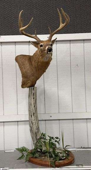 Whitetail 8 Point Taxidermy Mount on Pedestal (147" Whitetail Deer)  Approx. 40" X 21".  Approx. 70" Tall on Pedestal image