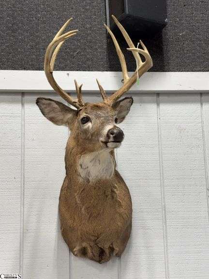 Whitetail Taxidermy Mount (132" Whitetail Deer)  Approx. 36" X 16" image