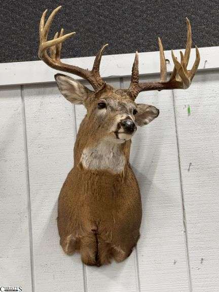 Whitetail Taxidermy Mount (169" Whitetail Deer)  Approx. 40" X 24" image