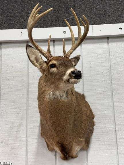 Whitetail 10 Point Taxidermy Mount (124" Whitetail Deer)  Approx. 36" X 21" image