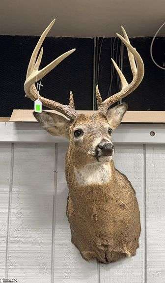 Whitetail 5 Point Taxidermy Mount (124" Whitetail Deer)  Approx. 41" X 18" image