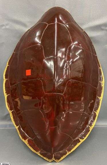 Ryukyu Kobudogu Martial Arts Shell Style Shield 19" H. image
