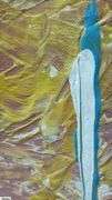 Samuel Tinoco Trees, Acrylic Painting on Canvas, Measures 36x55"