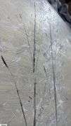 Samuel Tinoco Trees #24, Acrylic Painting on Canvas, Measures 36x55"