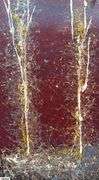 Samuel Tinoco Dusk Trees, Acrylic Painting on Canvas, Measures 36x55"