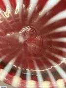 Fenton Cranberry Glass Optic Spiral Swirl Pitcher and Small Cranberry Ruffled Edge Pitcher - 8" of tallest