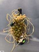 Wine Decor, Lighted Bottles, Bottle Holders, Faux Grapes, Wall Art