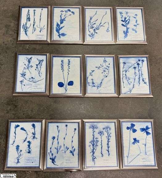 12 Uttermost Floral Specimen Framed Prints - Some scuffing to frames - 14.5" x 19.5" of each image