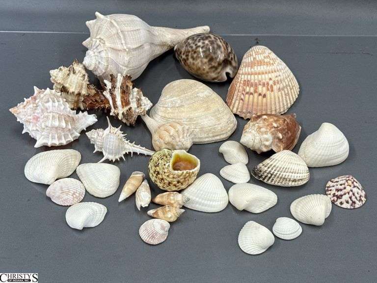 Sea Shells image