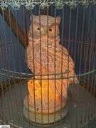 Lighted Owl In Bird Cage 18" Tall