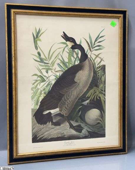 Canadian Goose Framed Print 18x22" image
