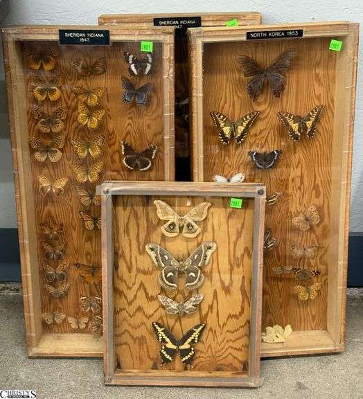 4 Shadow Boxes with Winged Specimens, Indiana 1947, North Korea 1953 and Unmarked Larger 3 12x26" image