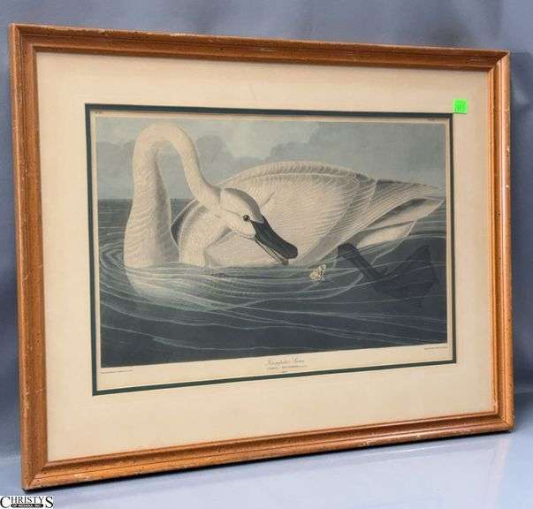 Framed Swan Print 25x20" image
