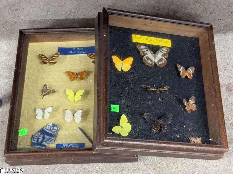 2 Shadow Boxes with Winged Insects 13x14" image