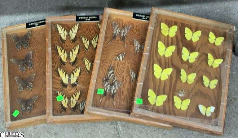 4 Shadow Boxes Of Winged Insect Specimens from Indiana 1940's 12x16" image