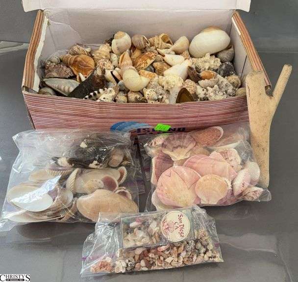 Assorted Shells image