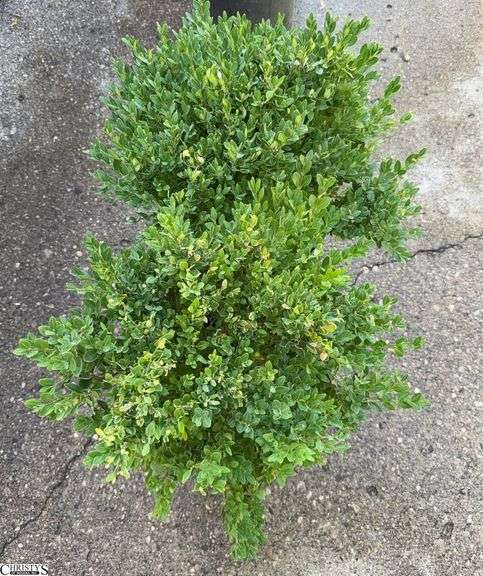 Pair of Green Velvet Boxwood 24" Tallest image
