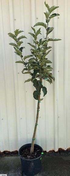 Honeycrisp Apple 70" image