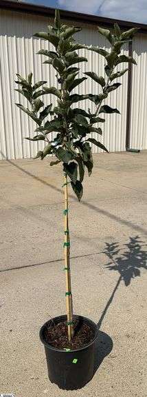 Honeycrisp Apple 67" image