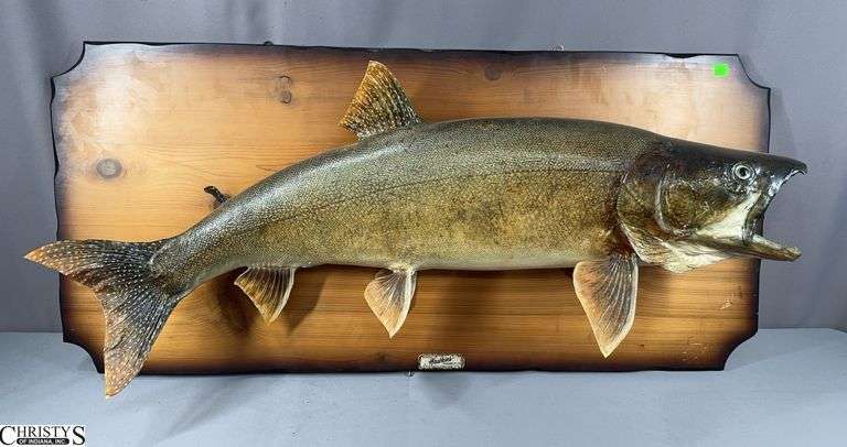 Large Fish Mount- Fish Approx. 36" with Mount Approx. 41" X 19"  NO SHIPPING FOR THIS ITEM image