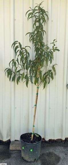 Contender Peach 76" image