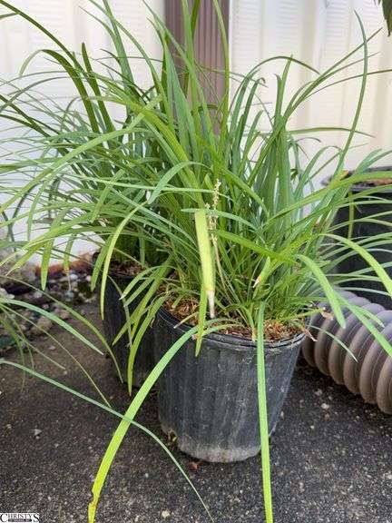 2 Big Blue Liriope Plants image