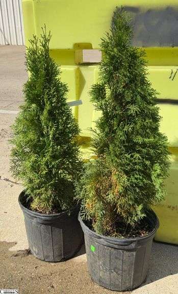 Pair of Emerald Green Abortive 14" Tallest image