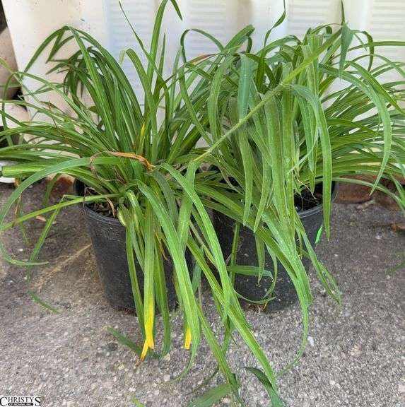 2 Stella D Daylilies image