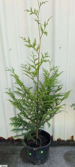 Green Giant 61" image