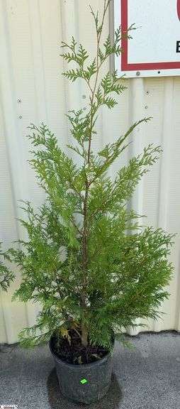 Green Giant 59" image