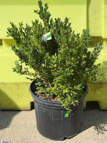 Green Velvet Boxwood 26" Tall image