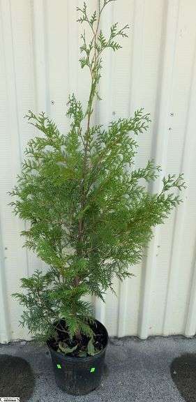 Green Giant 64" image