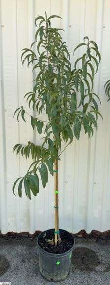 Contender Peach 70" image