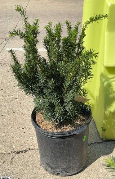 Densi Yew 31" Tall image