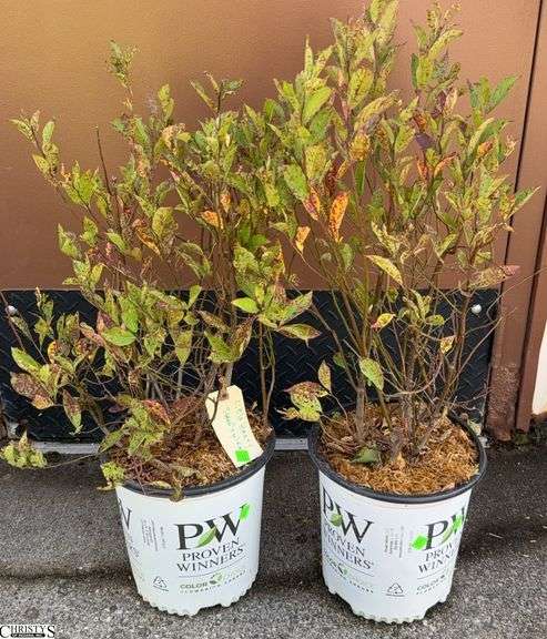 Pair of Little Henry Sweetspire Tallest 32" image