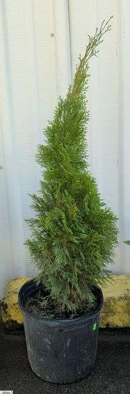 Emerald Green Abortive 46" image