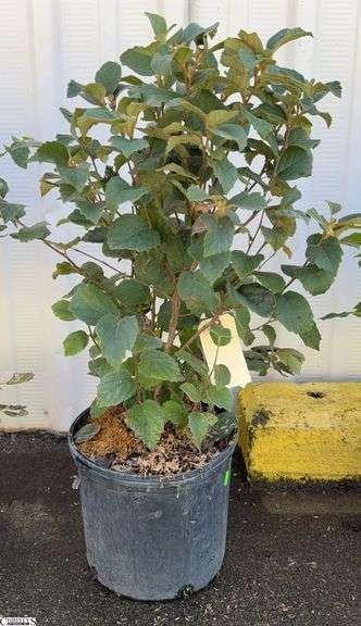 Dwarf Fothergilla 33" image