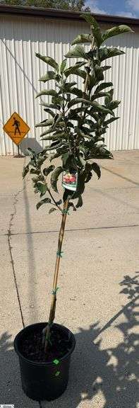 Honeycrisp Apple 64" image