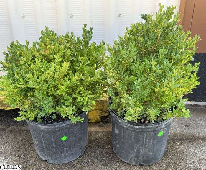 Pair of Green Velvet Boxwood 26" Tallest image
