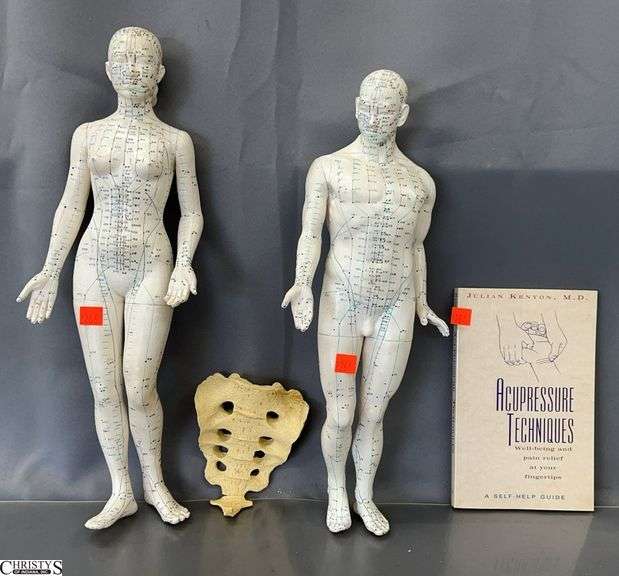 2 Acupuncture/Reflexology Foam Instructional Dolls, Acupressure Book, Small Spine Display Piece - 17" of doll image