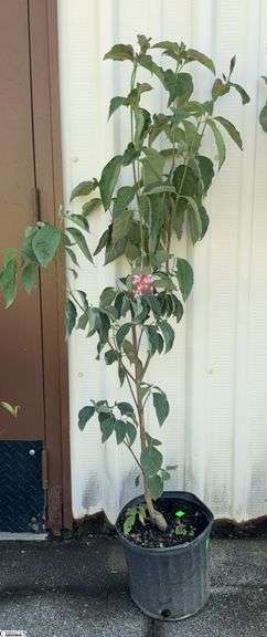 Red Dogwood 57" Tall image