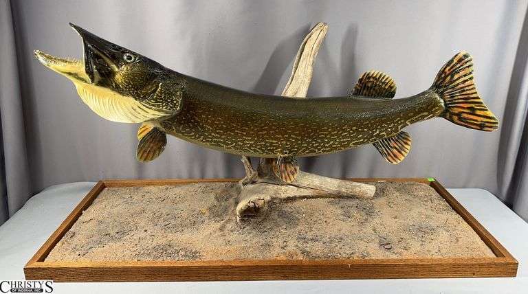 Very Large Fish Mount- Fish Approx. 40" Long.  Mount Approx. 45" X 18" X 24" Tall NO SHIPPING OF THIS ITEM image