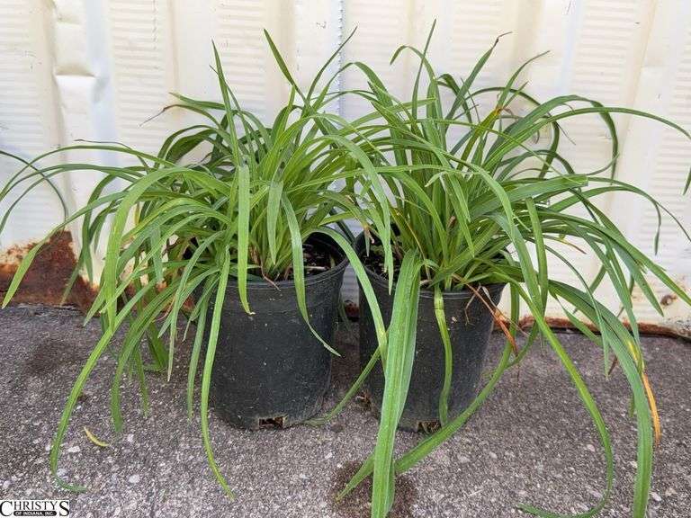 2 Stella D Daylilies image