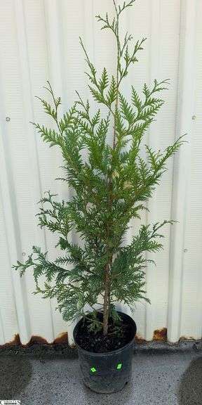 Green Giant 60" image