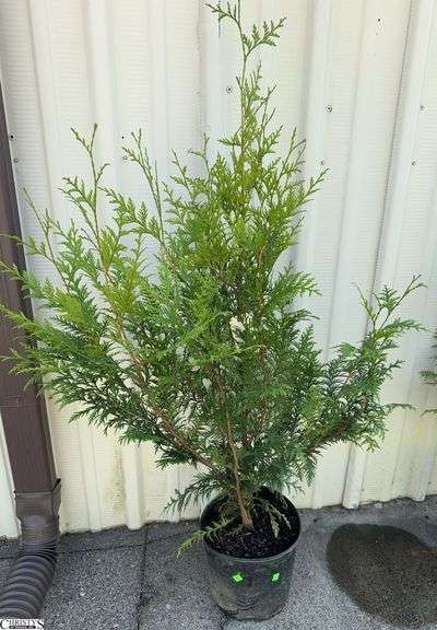 Green Giant 59" image