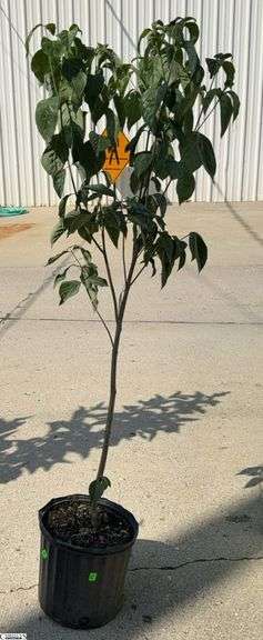 White Dogwood 57" Tall image